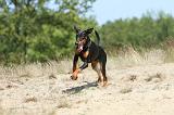 DOBERMANN 782